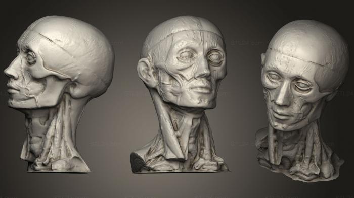 Анатомия скелеты и черепа (Анатомическое лицо, ANTM_0201) 3D модель для ЧПУ станка